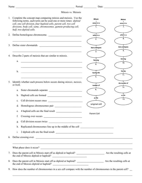 Mitosis vs meiosis worksheet | PDF