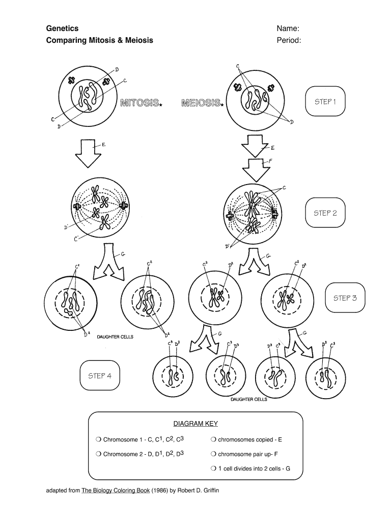 meiosis worksheet answer