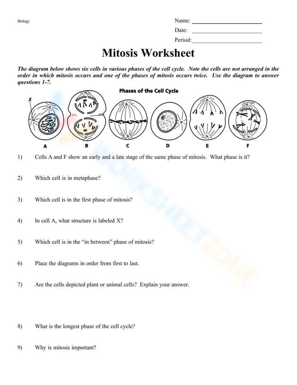 meiosis worksheet answers key