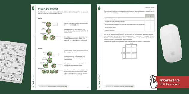 meiosis worksheet answers key