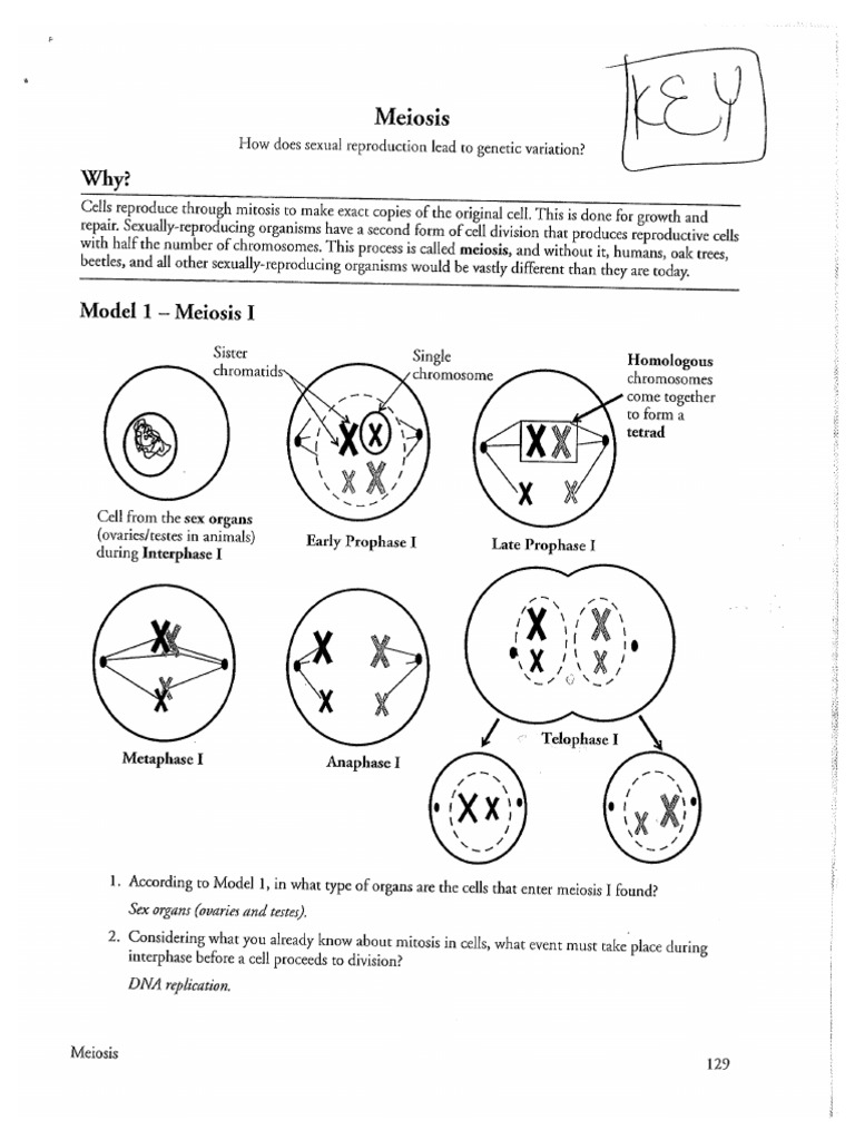 meiosis worksheet answers key