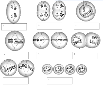 meiosis worksheet for high school