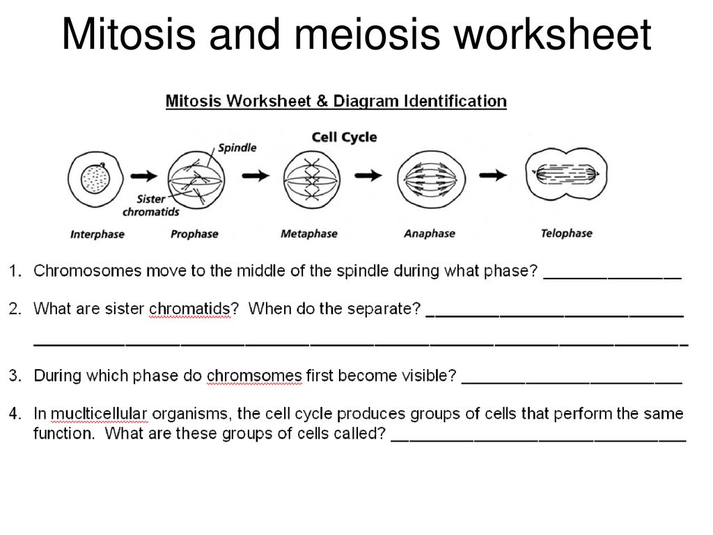 meiosis worksheet for high school