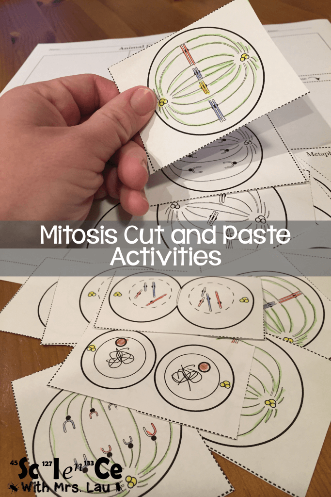 meiosis worksheet for high school