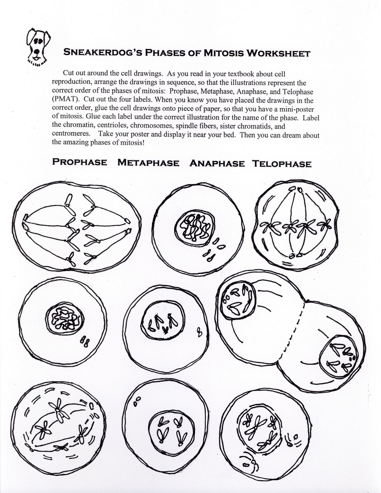 meiosis worksheet for middle school