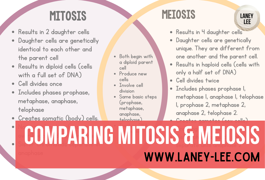 Comparing Mitosis and Meiosis - Laney Lee