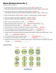 Meiosis Worksheet.pdf - Name: Date: Meiosis Worksheet 1. A cell ...