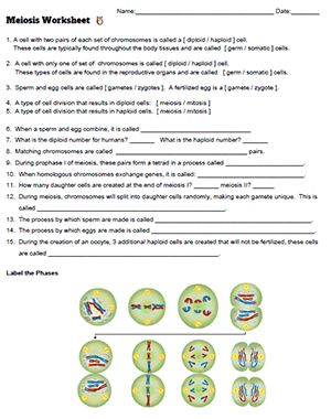 meiosis worksheet key