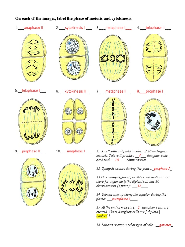 meiosis worksheet key