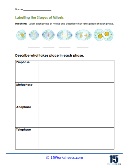 meiosis worksheet key