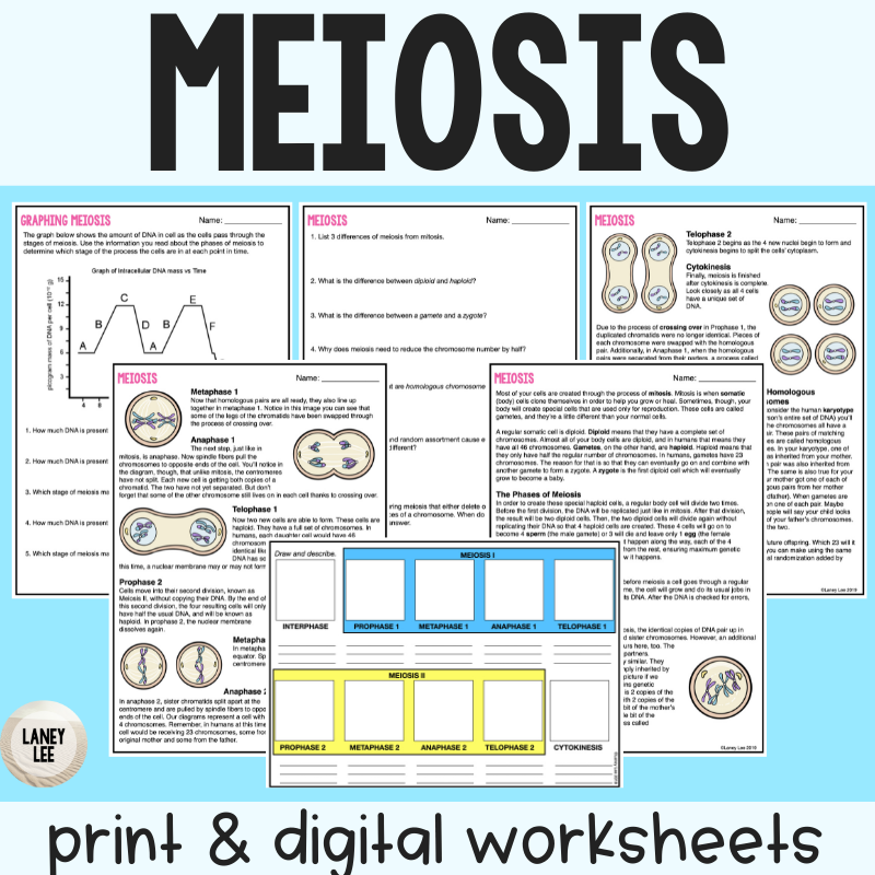 Meiosis - Reading Comprehension Worksheets - Laney Lee