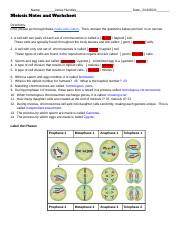 meiosis worksheet key