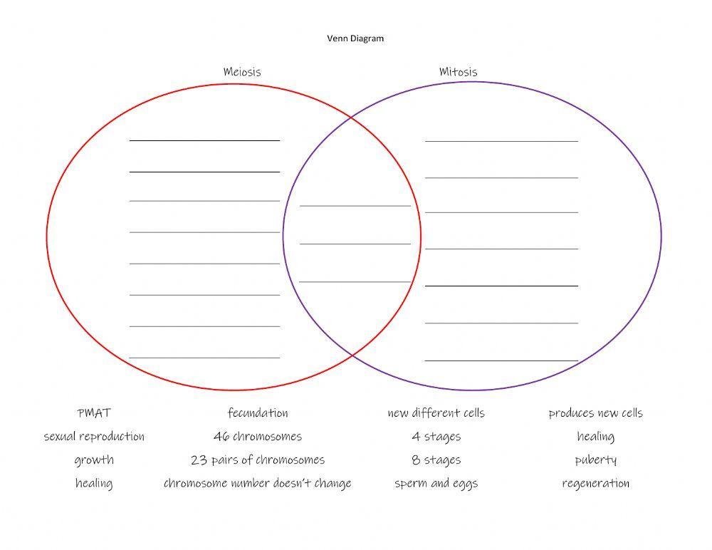meiosis worksheet middle school