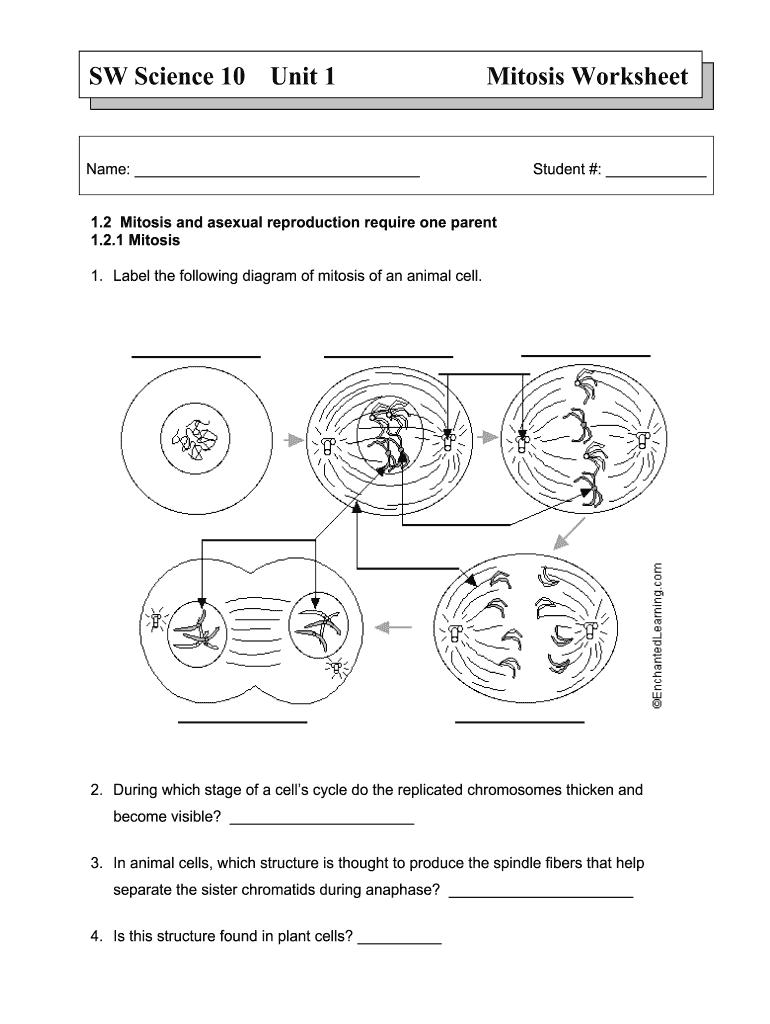 meiosis worksheet middle school