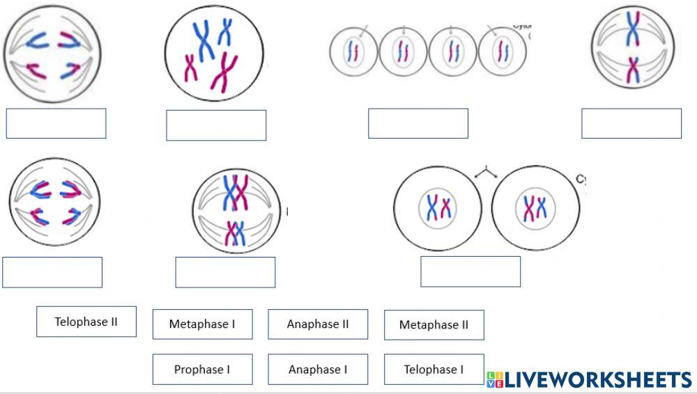 meiosis worksheet middle school