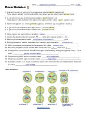 meiosis worksheet pdf