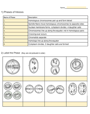 Practice Identifying the Phases of Meiosis