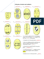 meiosis worksheet pdf
