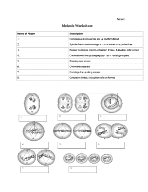 meiosis worksheet pdf