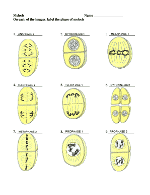 Meiosis Practice Worksheet - Fill and Sign Printable Template Online