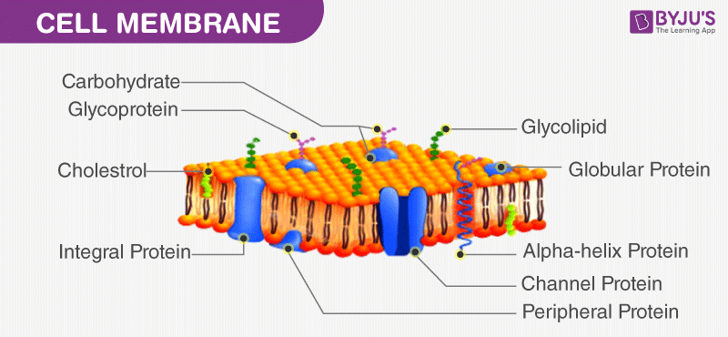 Cell Wall and Cell Membrane- Structure, Functions and Differences