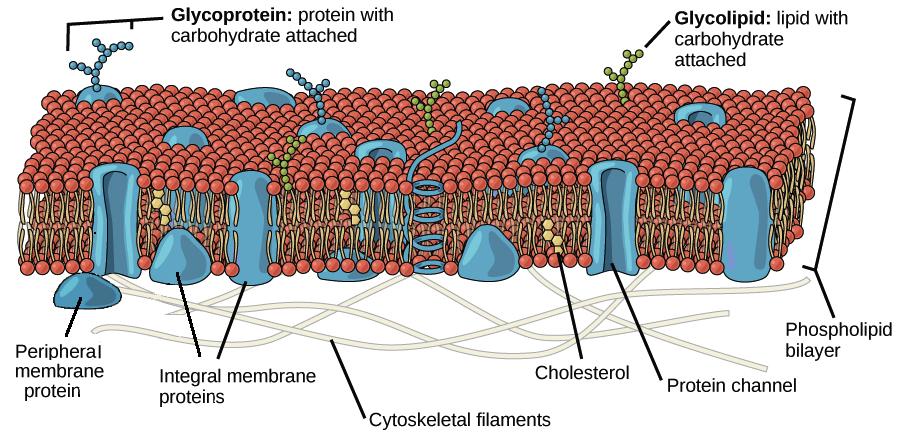 Structure of the plasma membrane (article) | Khan Academy