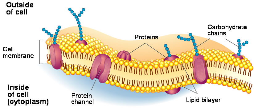 What are the main functions of the cell membrane? | Socratic