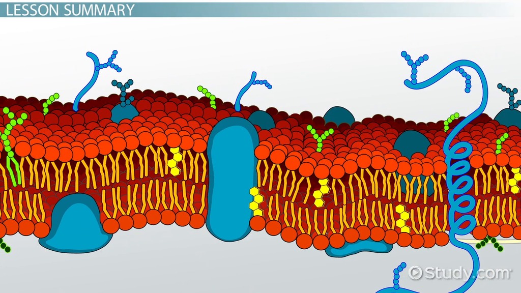 Cell Membrane | Definition, Structure &  Function Video