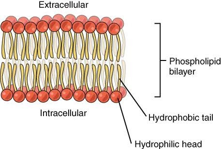 membrane