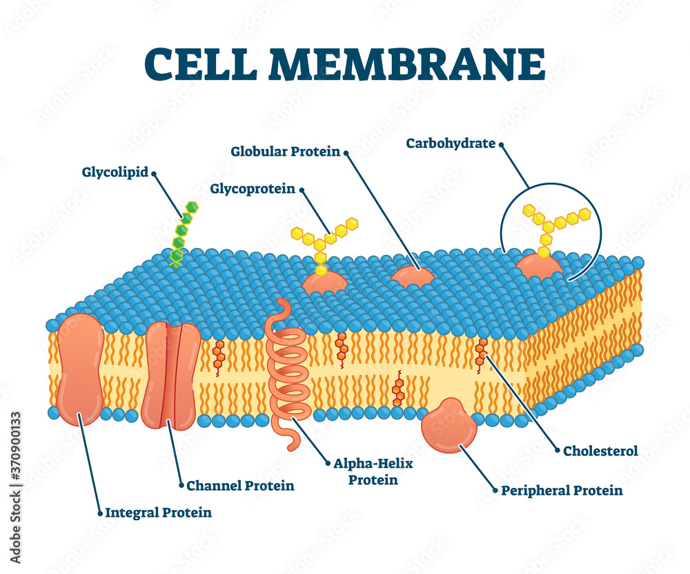 Cell membrane with labeled educational structure scheme vector ...