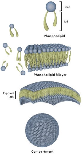 Membranes Organize Cellular Complexity