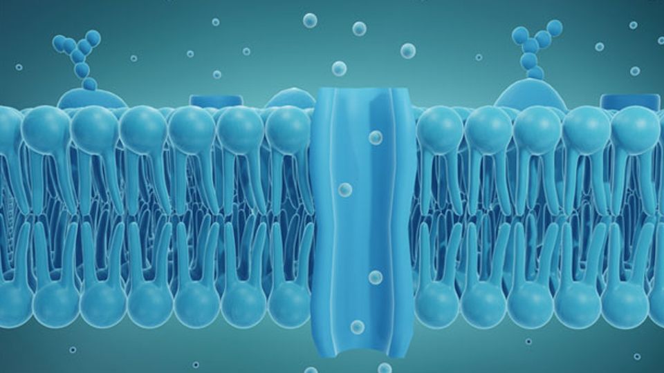 Artificial Cell Membrane Channels Can Be Opened and Locked With a ...