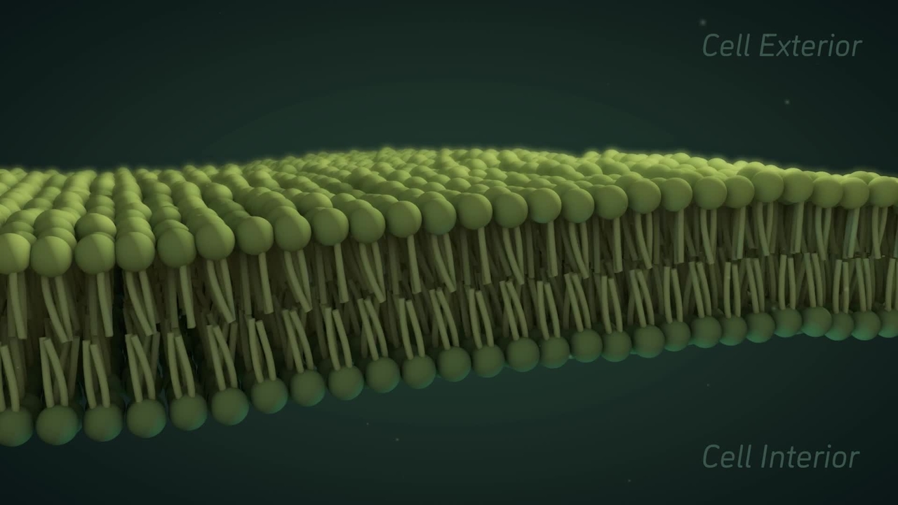membrane