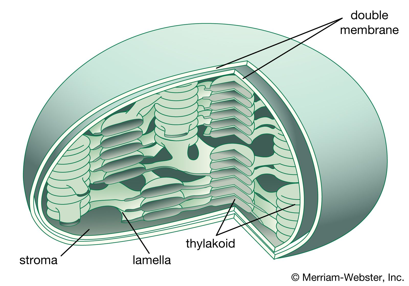 Membrane | Definition, Structure, &  Functions | Britannica