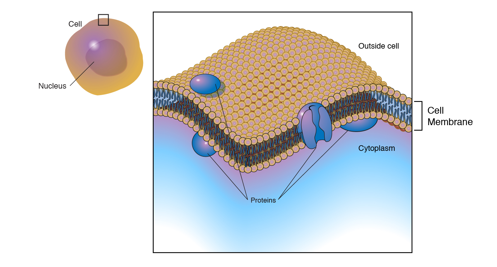 Cell Membrane (Plasma Membrane)