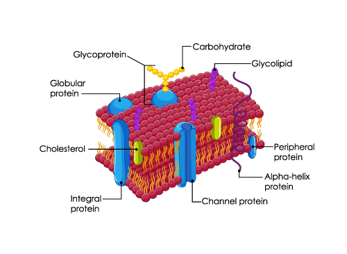 Guide to Cell Membrane - Structure, Functions, and Diagram ...