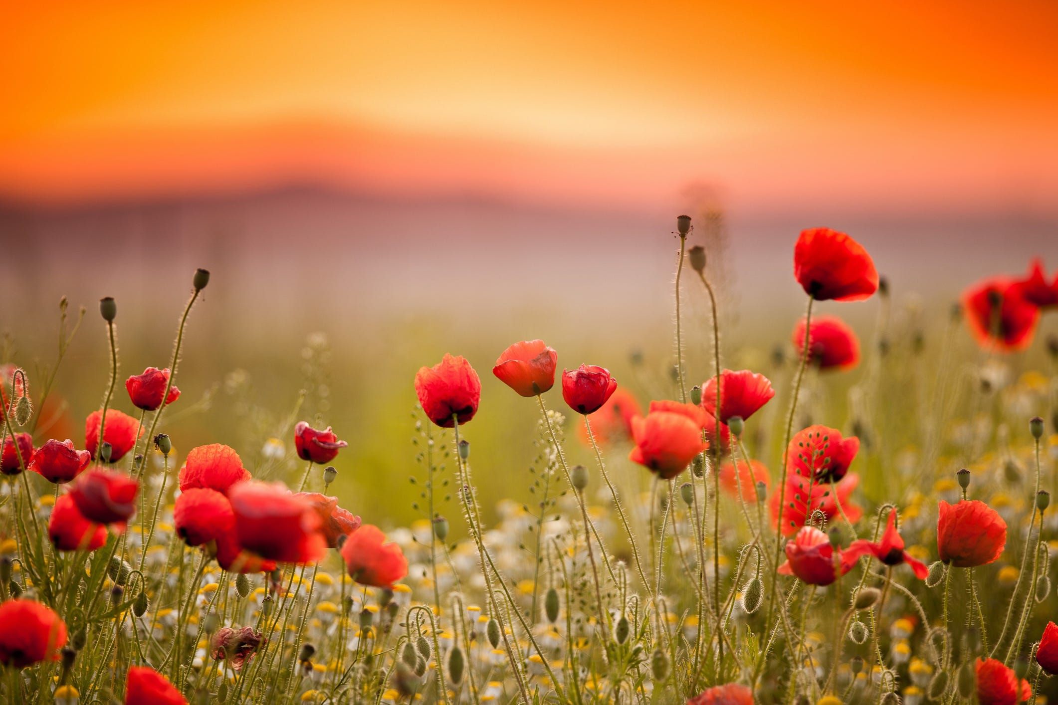 7 Things Most People Dont Know About Memorial Day