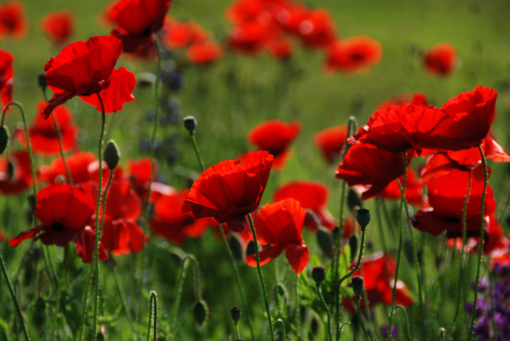 The Memorial Day Flower: The Story of The Red American Legion ...