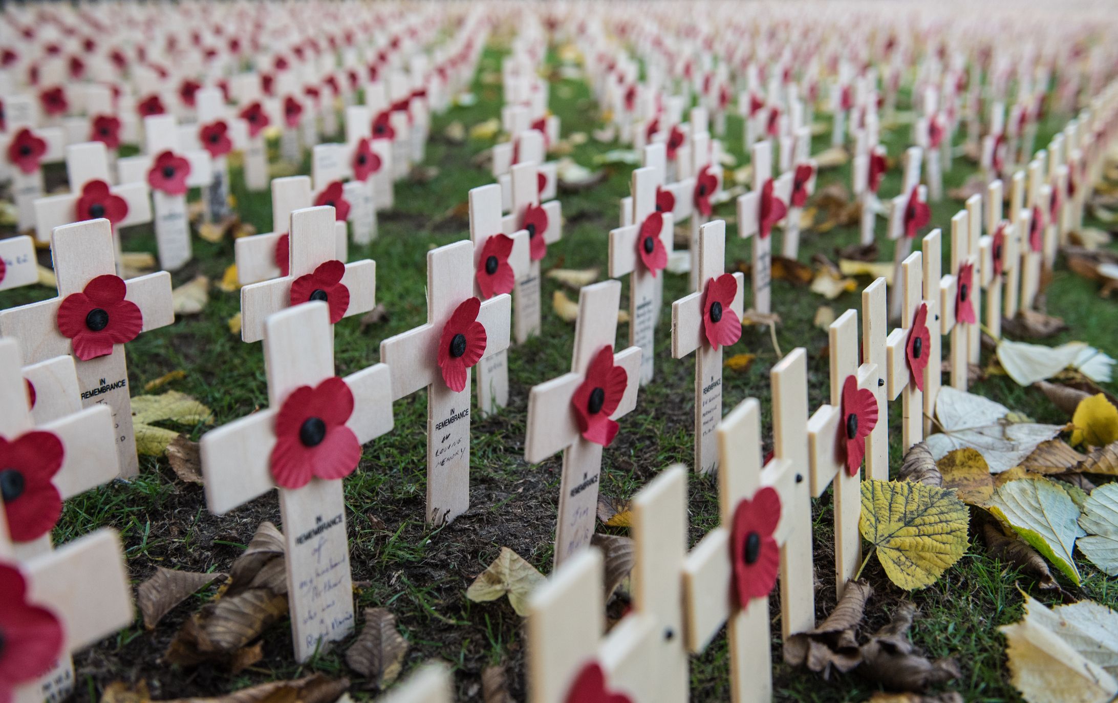 memorial day poppies