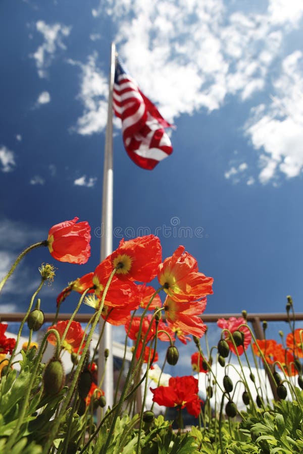 memorial day poppies