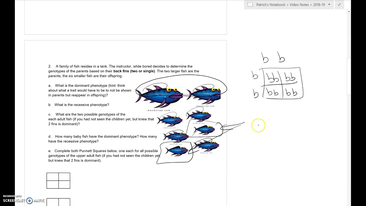 Mendelian Genetics worksheet 2 - YouTube