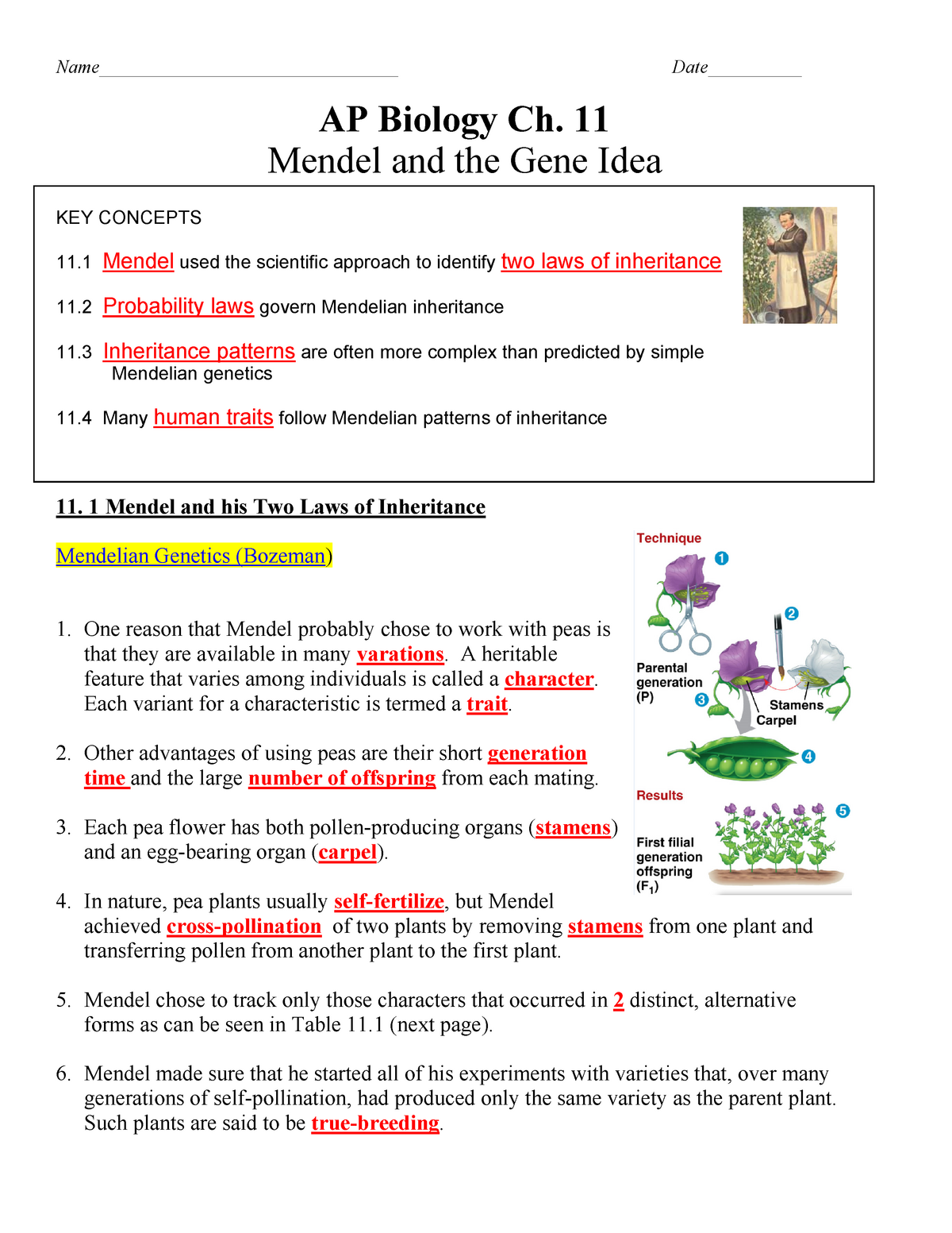 AP ch 11 Mendel KEY - notes answer key - Worksheets Library