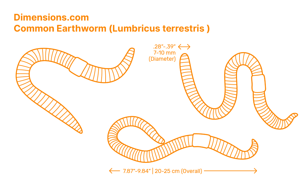 Common Earthworm (Lumbricus terrestris ) Dimensions &  Drawings ...