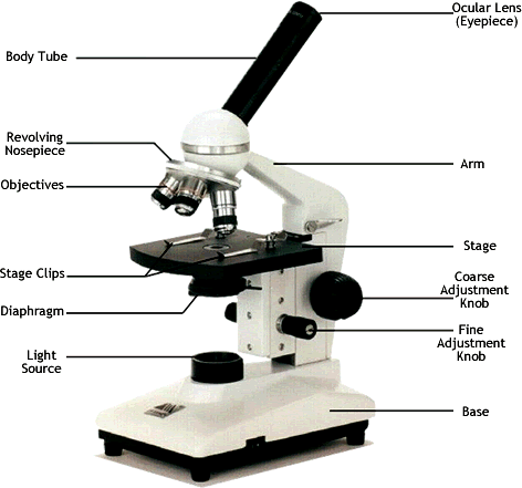 Advanced Microscope Lab - AP Biology