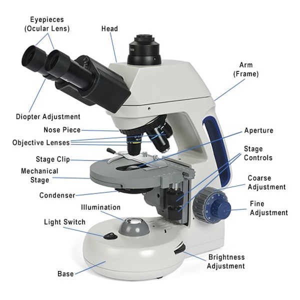 Compound Microscope Parts, Functions, and Labeled Diagram - New ...