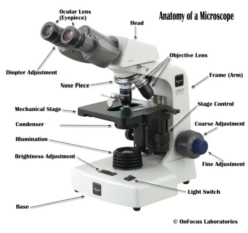 microscope parts worksheet