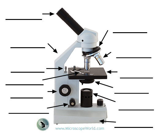 Labeling the Parts of the Microscope | Microscope World Resources