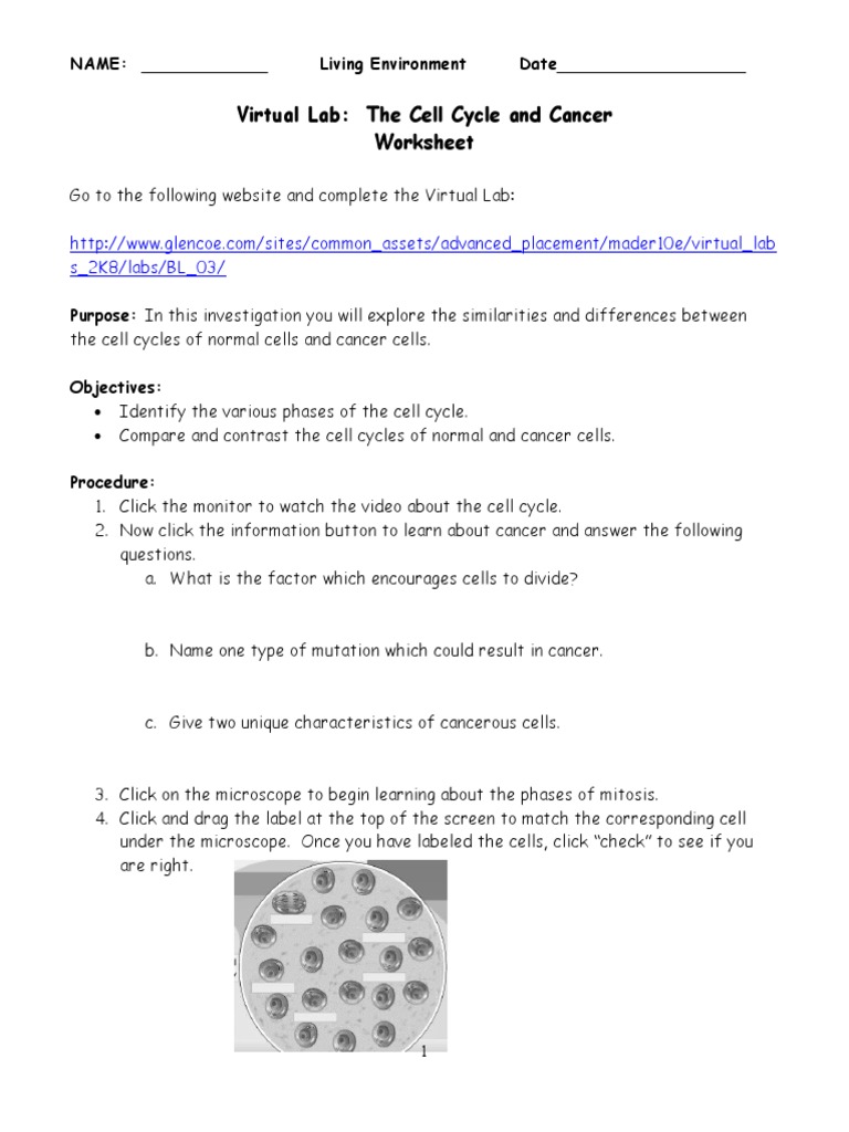 03-Virtual Mitosis and Cancer Lab | PDF | Mitosis | Cell Cycle ...