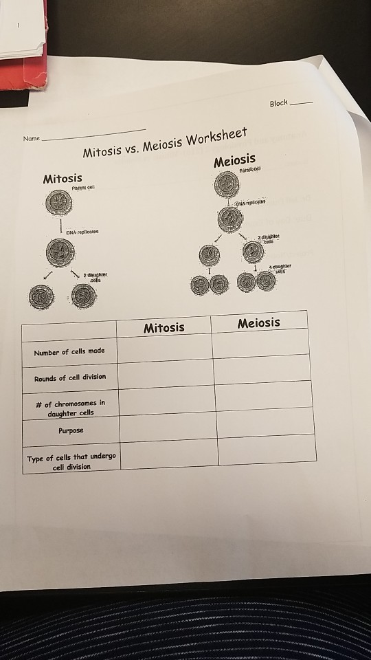 mitosis and meiosis worksheet answers