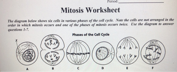 mitosis diagram worksheet